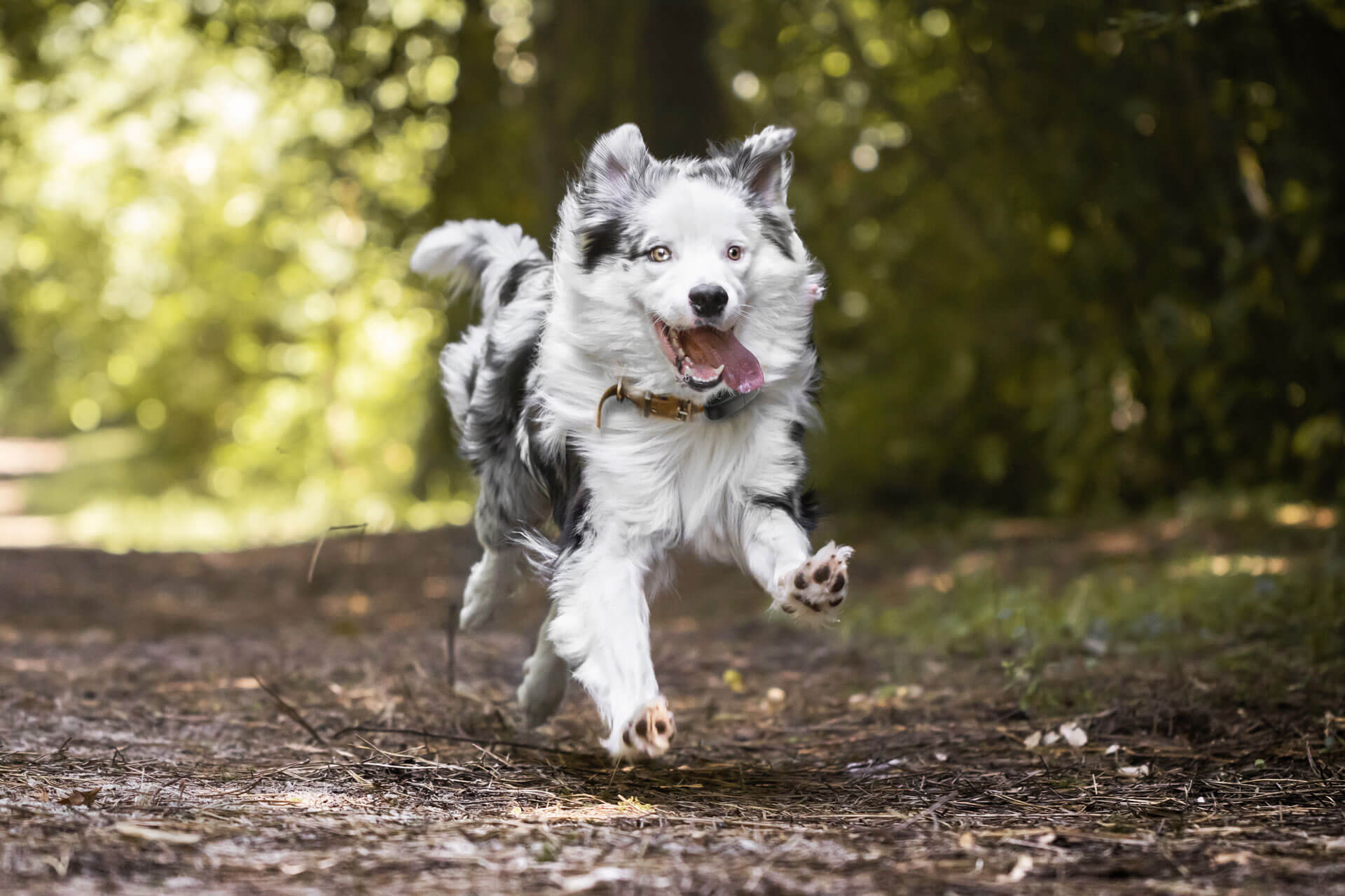 Perro con sobrepeso corriendo en el campo