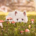 White dog outdoors in grass with mushrooms