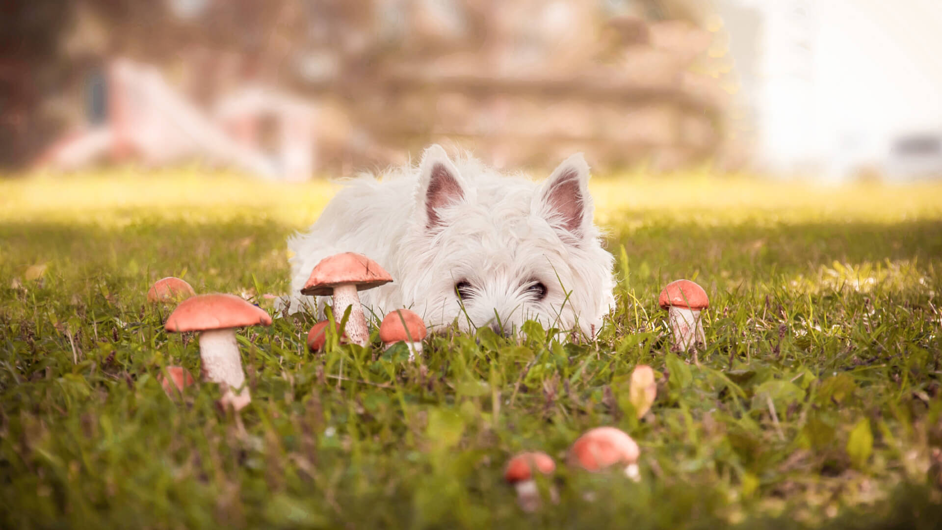 White dog outdoors in grass with mushrooms