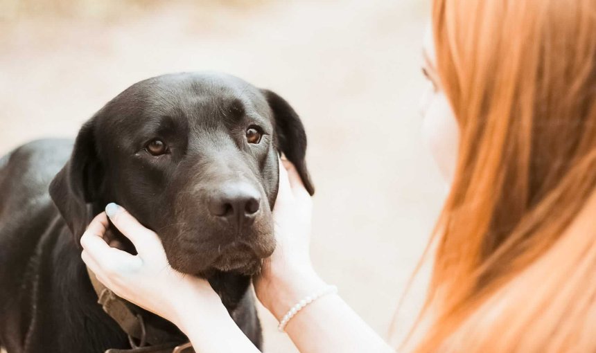 Depression bei Hunden zum Schulstart vermeiden - Tippszu Schulbeginn