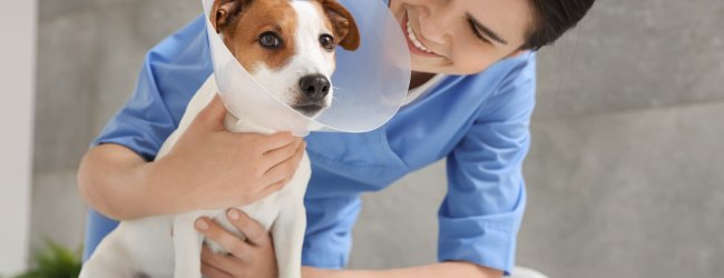 A vet examining a dog wearing a cone at a clinic