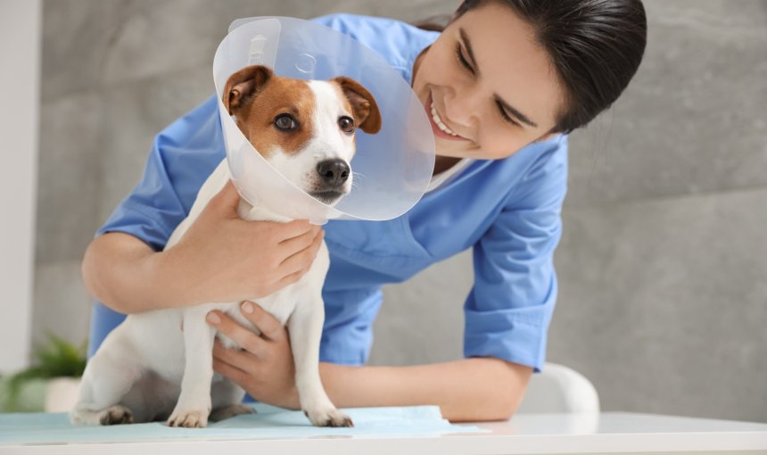 A vet examining a dog wearing a cone at a clinic