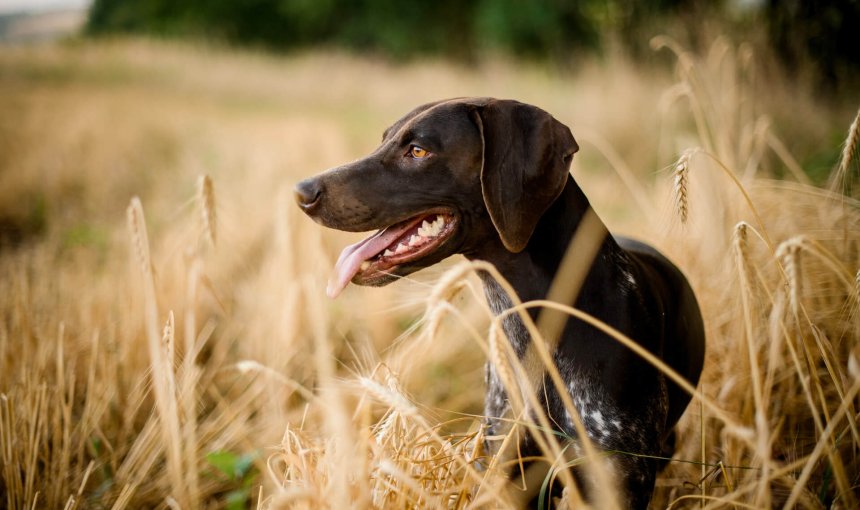 Hund kastrieren