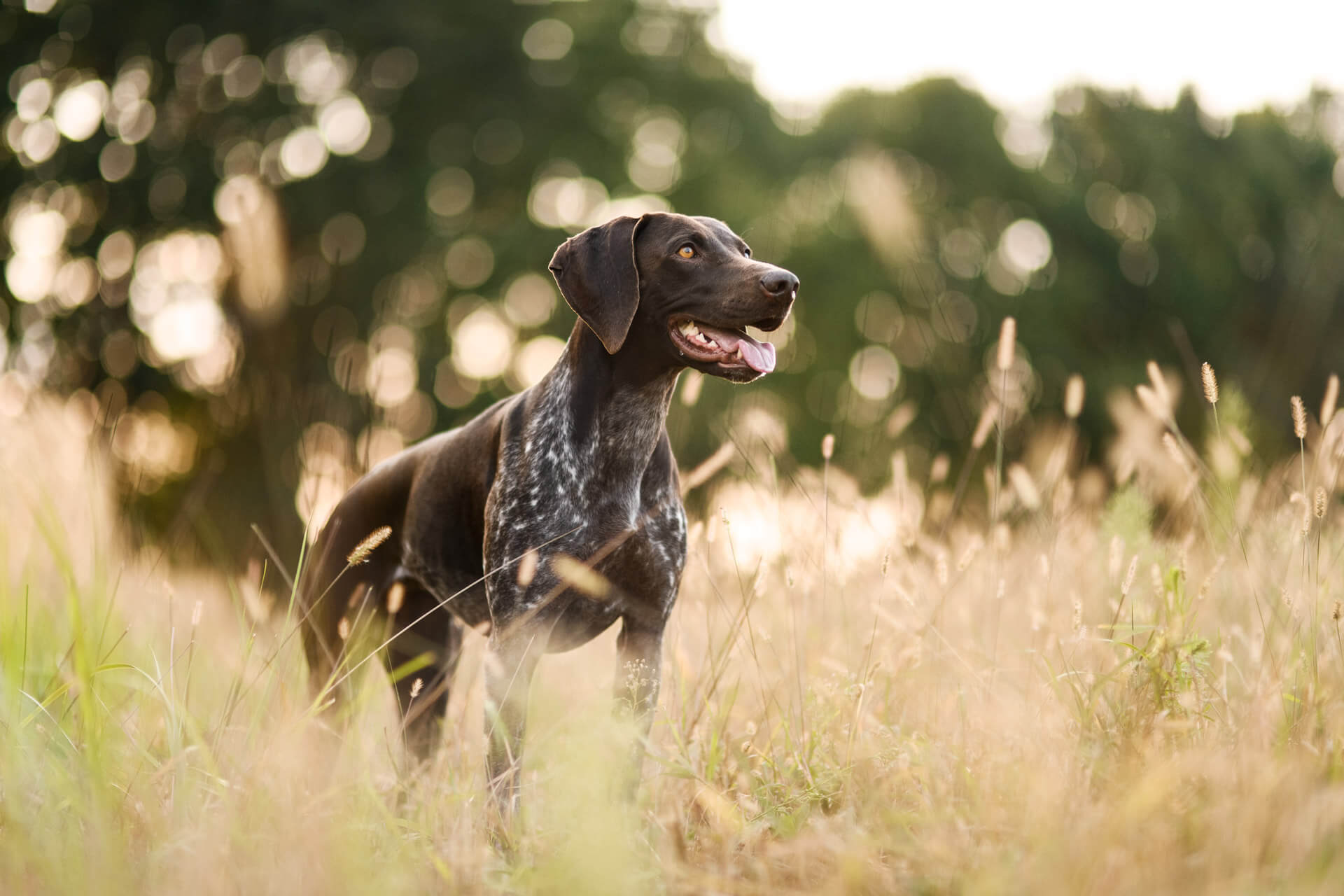 Hund kastrieren