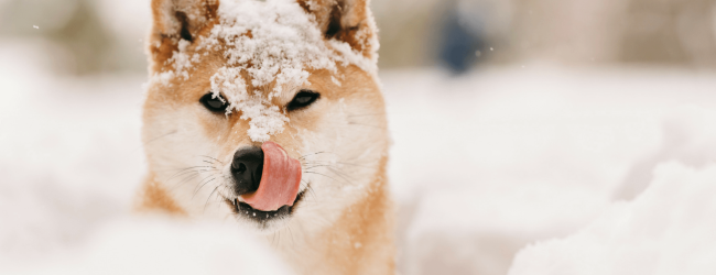 Braun-weißer Hund sitzt im Schnee und leckt sich die Schnauze