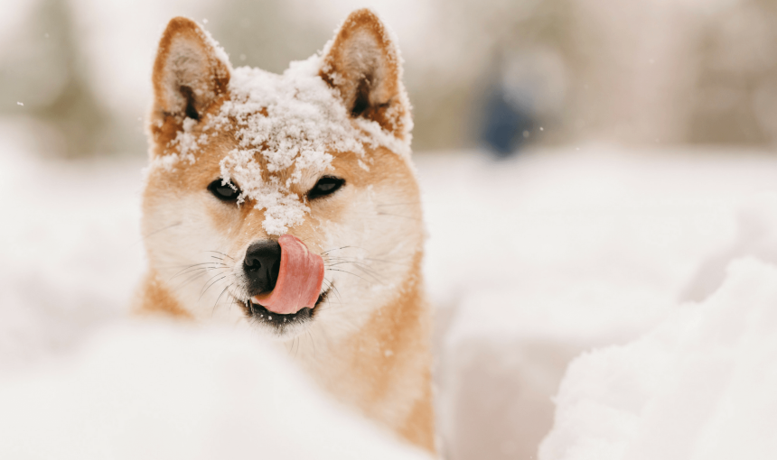 Braun-weißer Hund sitzt im Schnee und leckt sich die Schnauze