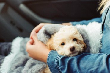 Depression bei Hunden zum Schulstart vermeiden mit kuscheln