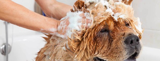 Hund in Badewanne wird von Frauchen eingeschäumt