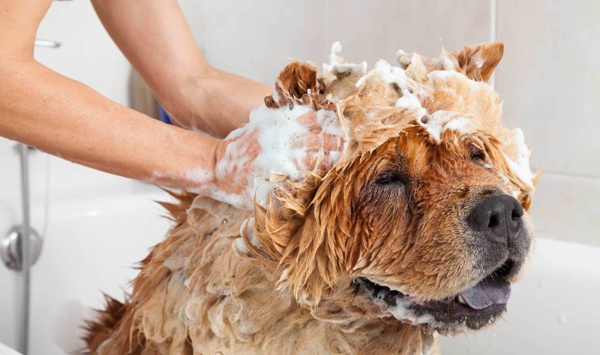 Hund in Badewanne wird von Frauchen eingeschäumt