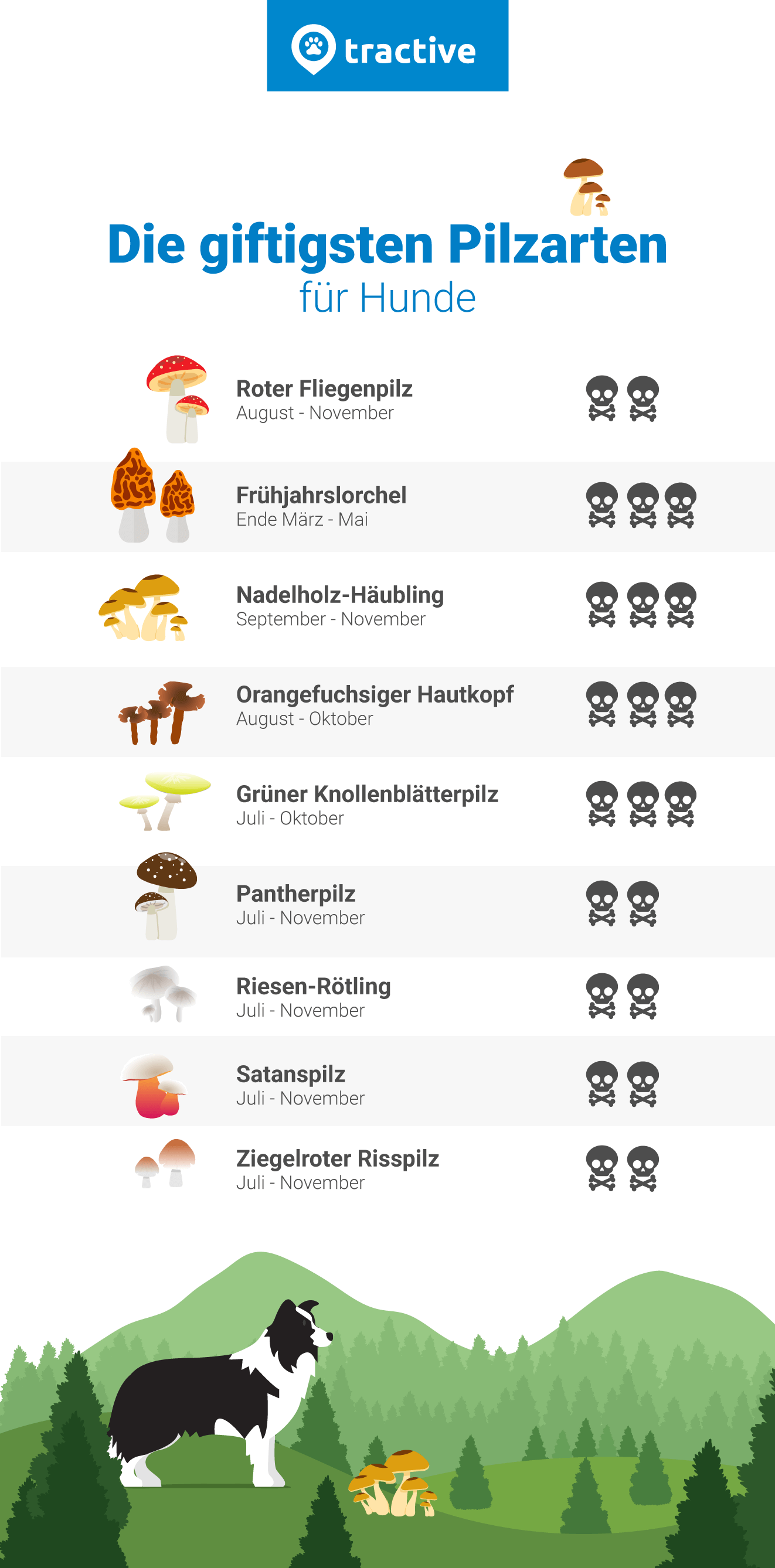 Übersicht über die giftigsten Pilzarten für Hunde