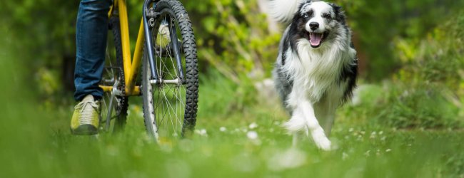 Hund läuft neben Fahrradfahrer an der Leine her