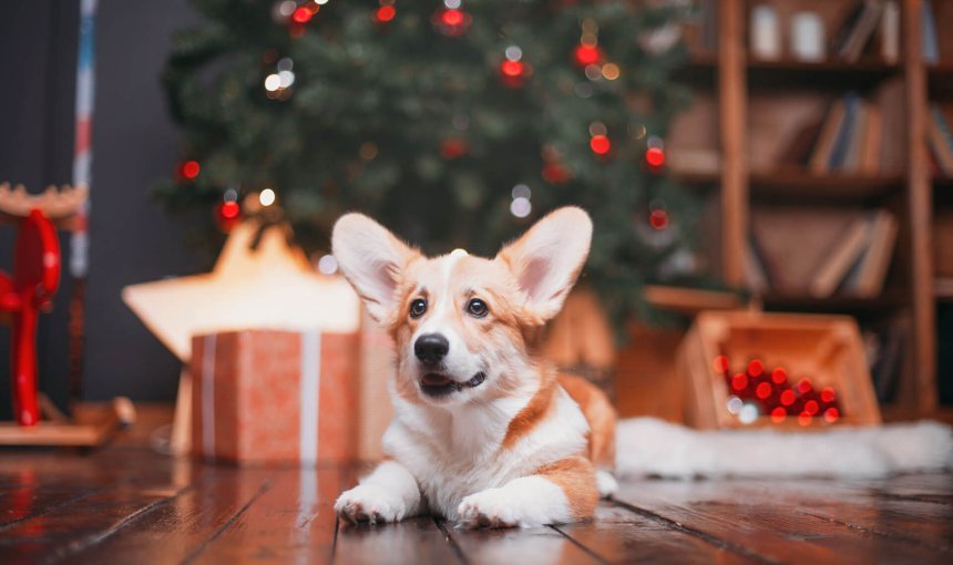 Fröhlicher Hund mit Geschenken unter Weihnachtsbaum