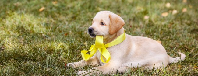 Junger Golden Retriever mit gelber Schleife im Gras