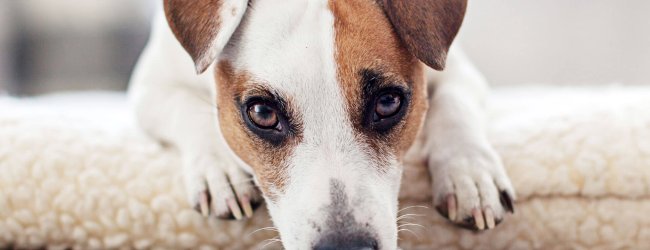 Top Tipps damit du deinen Hund alleine lassen kannst ohne dass er ohne Trennungsangst leidet