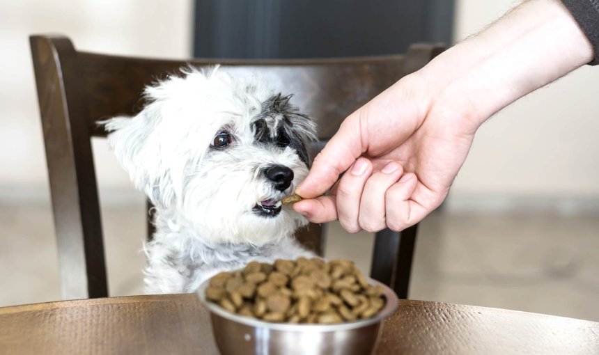 Schwarz-weißer Hund sitzt am Tisch und wird von einer Hand gefüttert