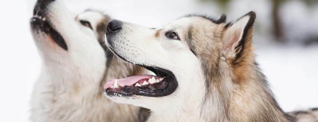 Zwei Huskys im Winter