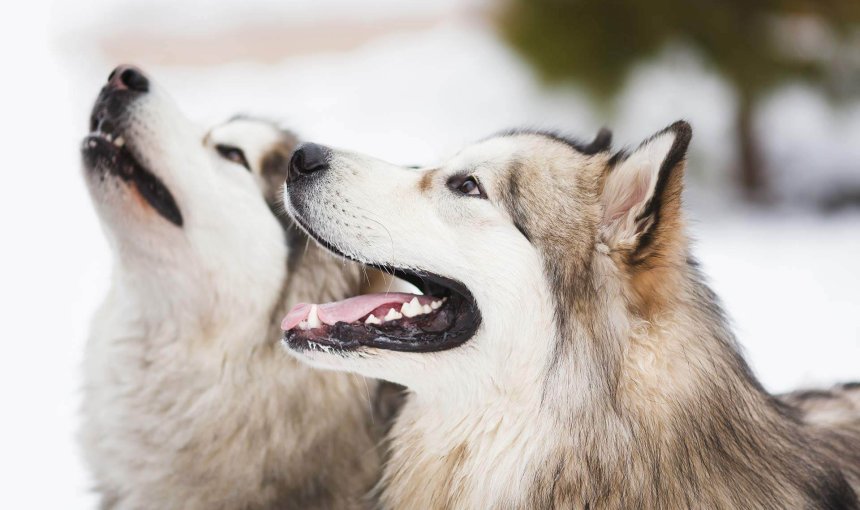 Zwei Huskys im Winter