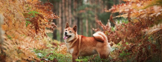 Braun-weißer Hund in herbstlichem Wald