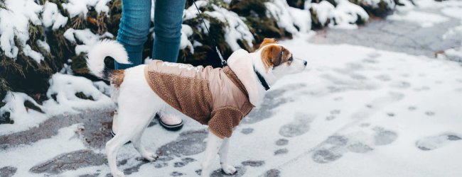 Braun-weißer Hund mit Wintermantel geht mit seinem Frauchen im Schnee Gassi