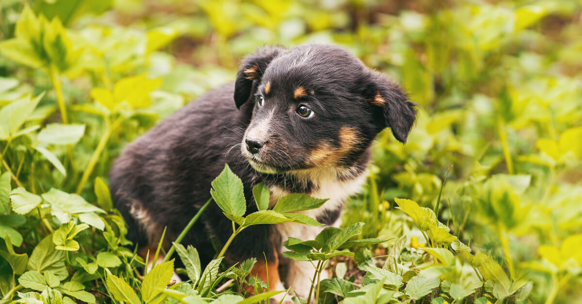 Hundewelpe sitzt ängstlich und geduckt im Gras