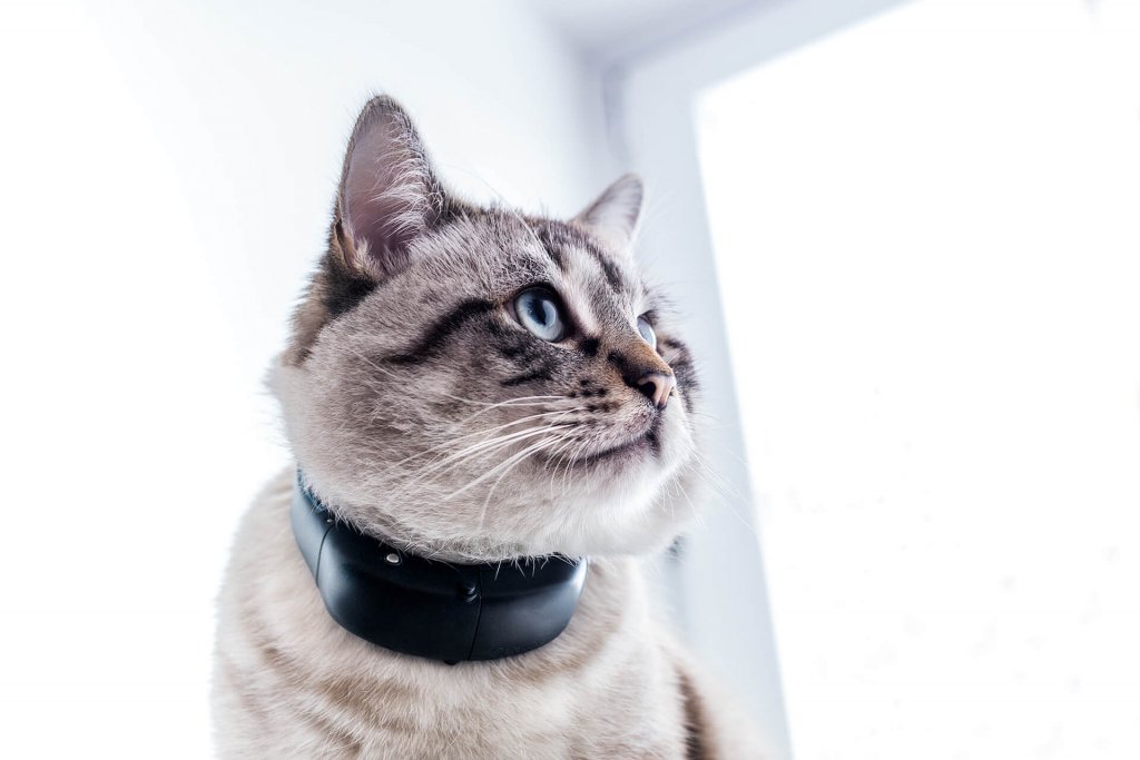 Tractive GPS Cat Tracker at CES