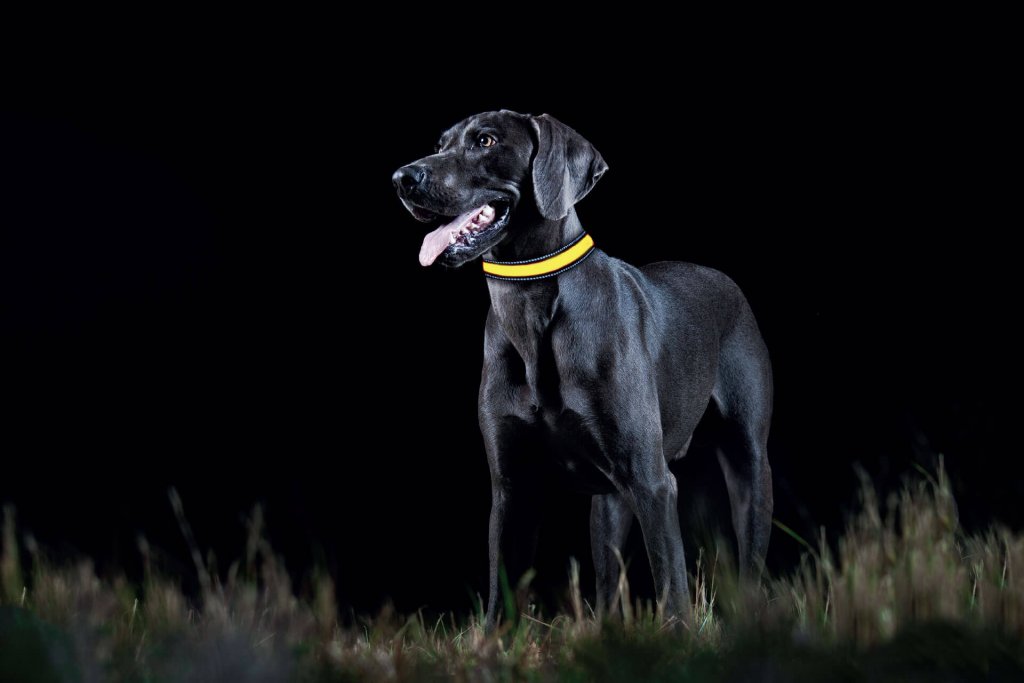 Dog with glow in the dark collar yellow