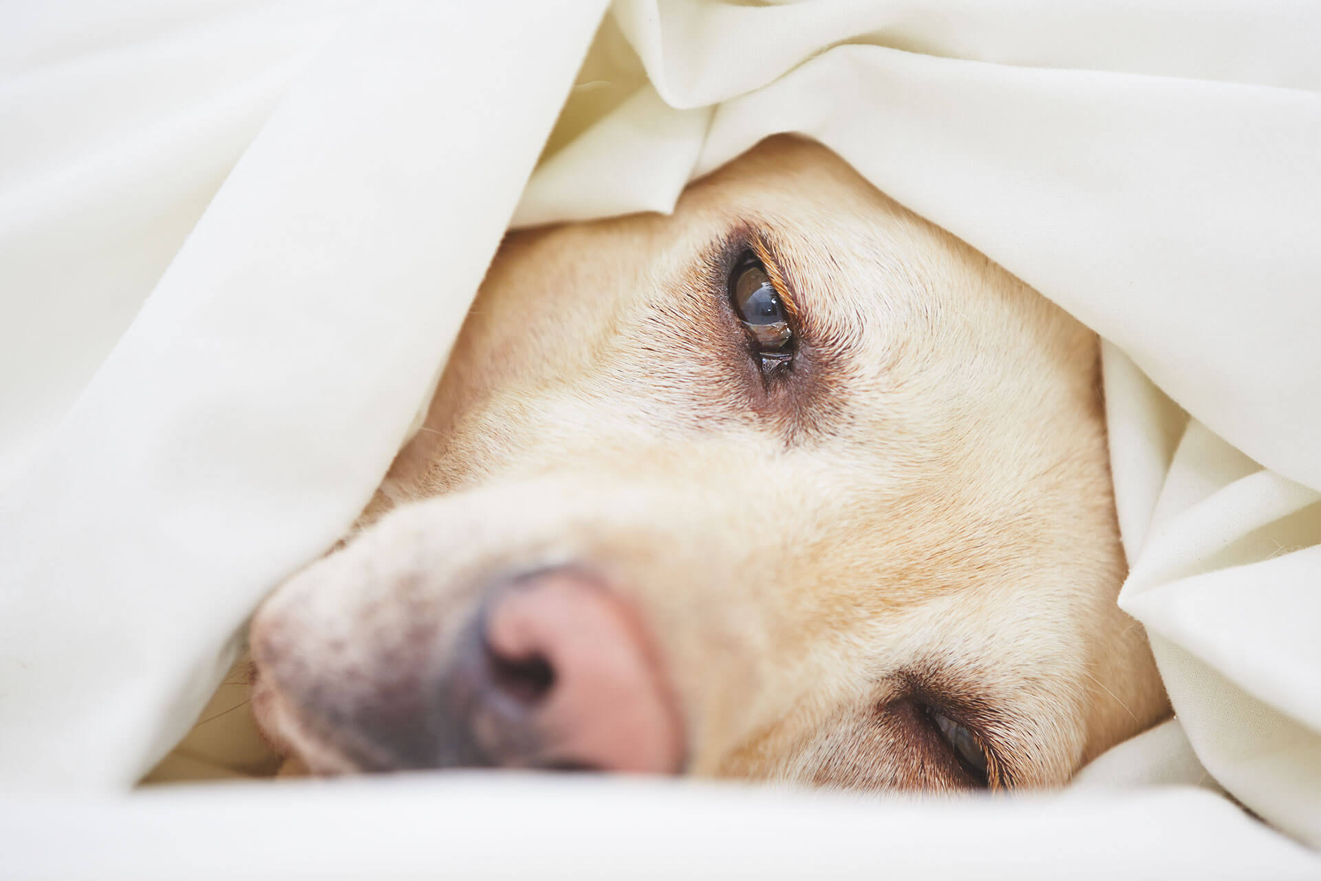 sick dog laying in bed under sheets