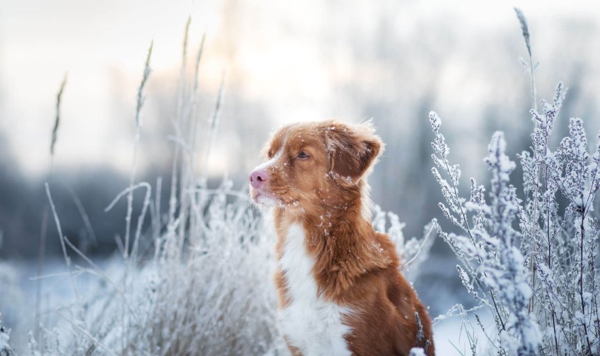 Brown and white dog in a snowy field - how cold is too cold for dogs? dog freezing