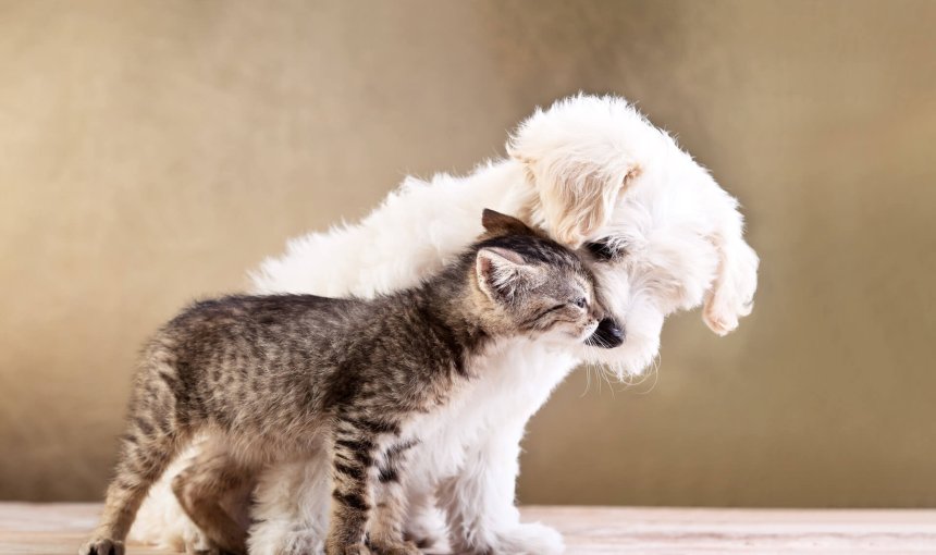 white fluffy puppy and small brown/grey kitten