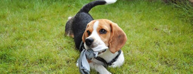 Hund kaut auf Socke in der Wiese