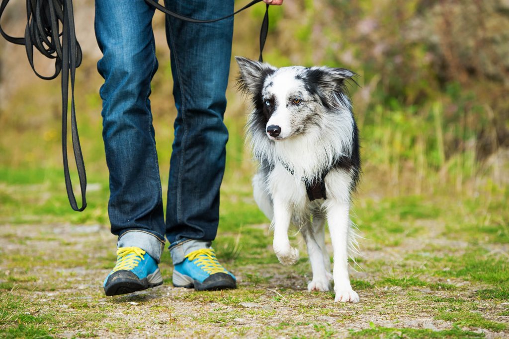 Leinenführigkeit des Hundes trainieren