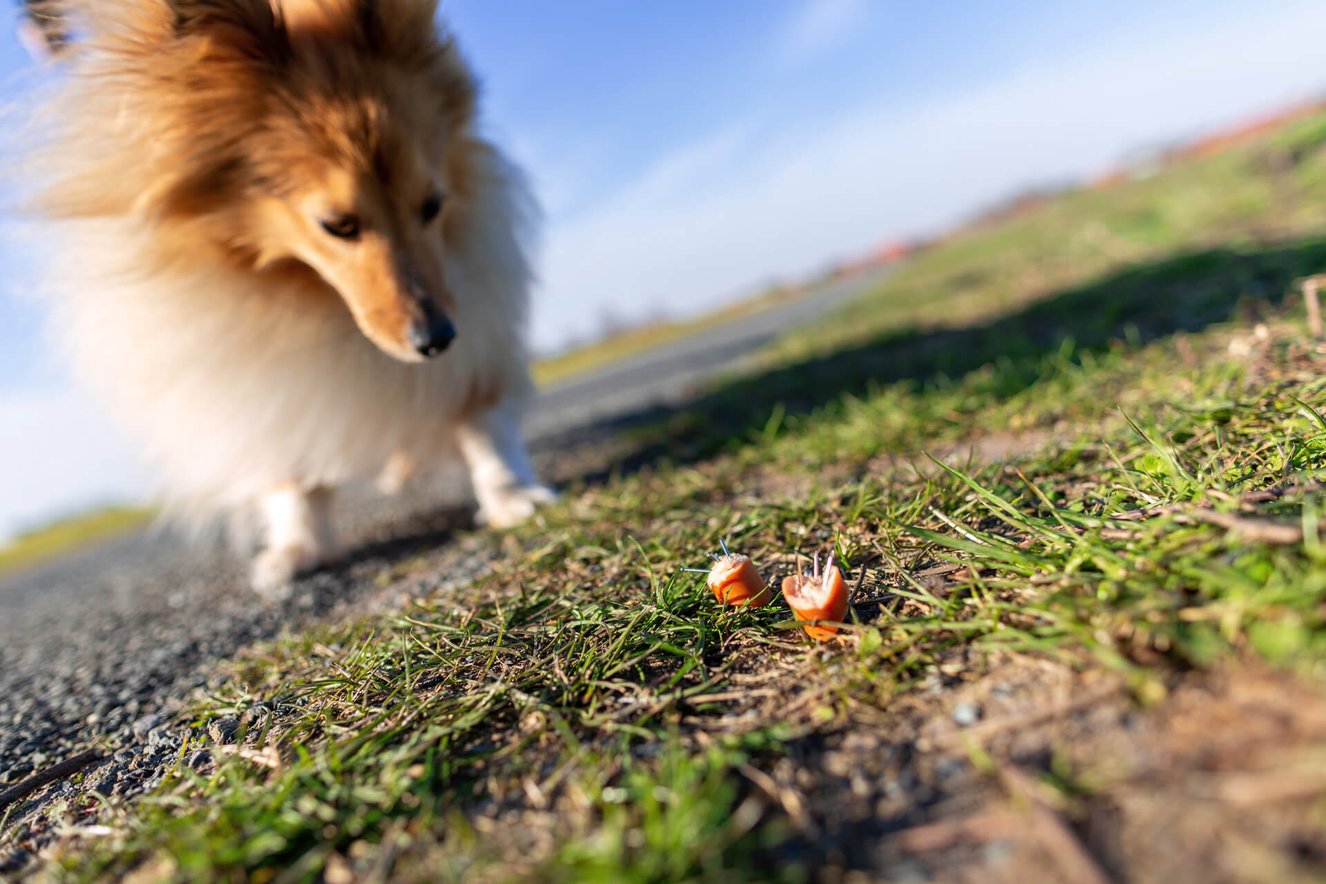 A dog sniffing at a piece of meat