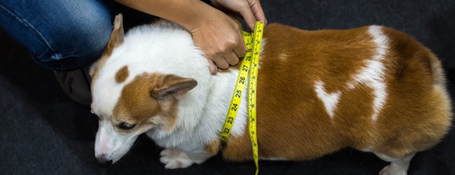 Übergewichtiger Corgi wird von Frau abgemessen