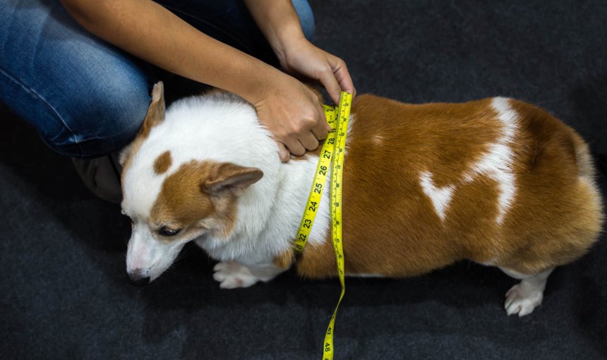 Übergewichtiger Corgi wird von Frau abgemessen