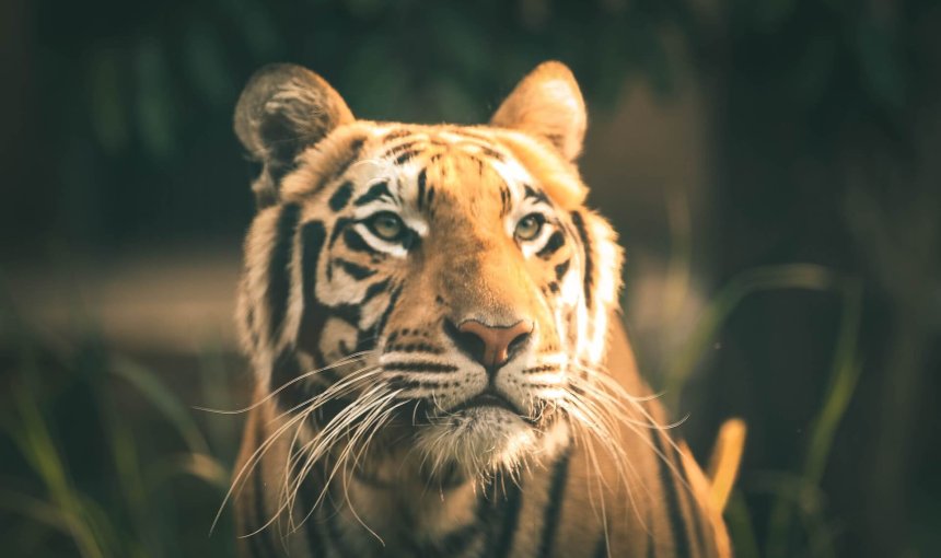 A tiger walking through a forest