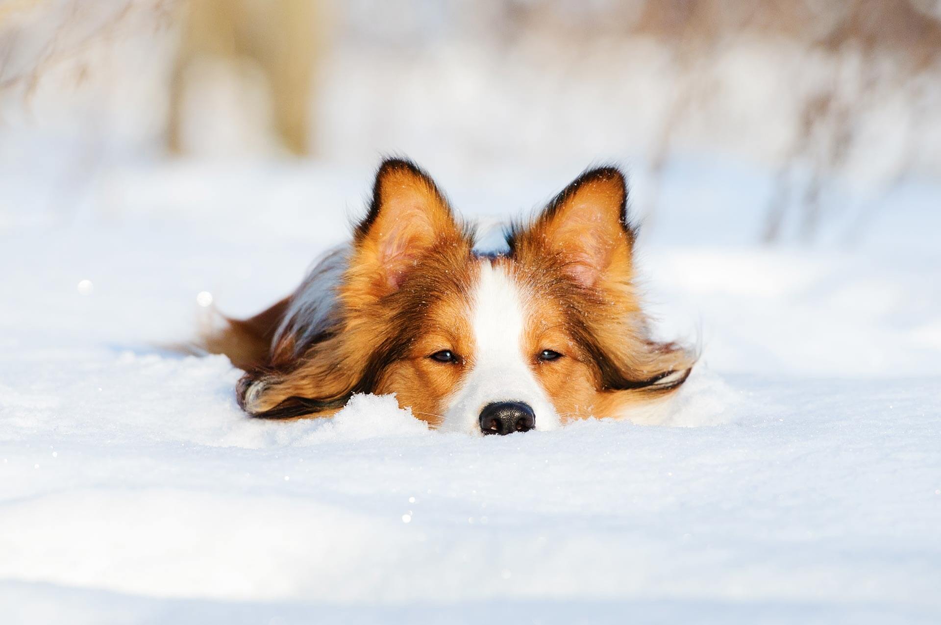 So planst du den perfekten Skiurlaub mit Hund