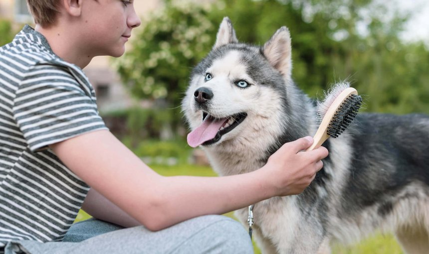 Junge bürstet Husky draußen