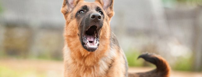 Aggressiver, bellender Schäferhund im Freien