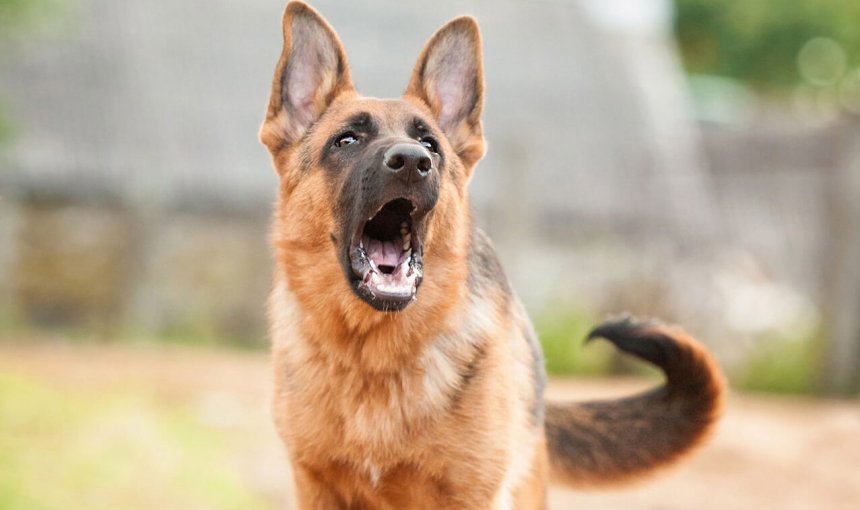 Aggressiver, bellender Schäferhund im Freien