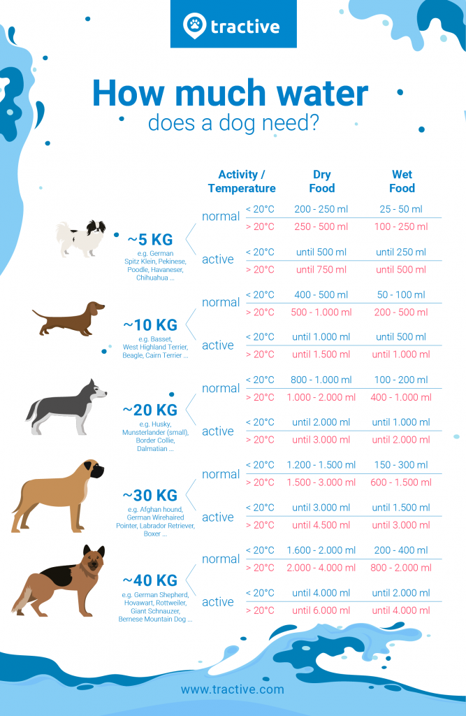 Infographic explaining how much water your dog should drink