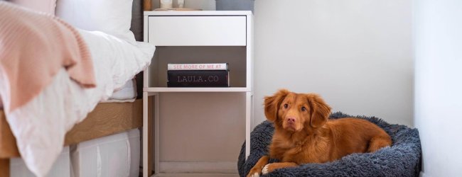 en brun hund som sover i en blå hundeseng i hjørnet av soverommet