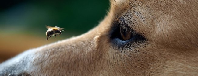 Biene nähert sich dem Gesicht eines Hundes