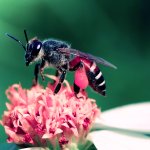 A bee sitting on a flower