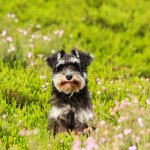 A small dog in a field of flowers