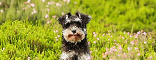 Perro pequeño en un campo con flores