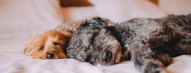 Zwei Hunde schlafen im Bett