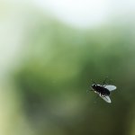 A fly sitting on a window