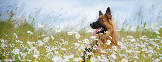 Schwarz-brauner Hund steht in hohem Gras mit Blumen