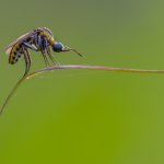 A mosquito sitting on a plant stem