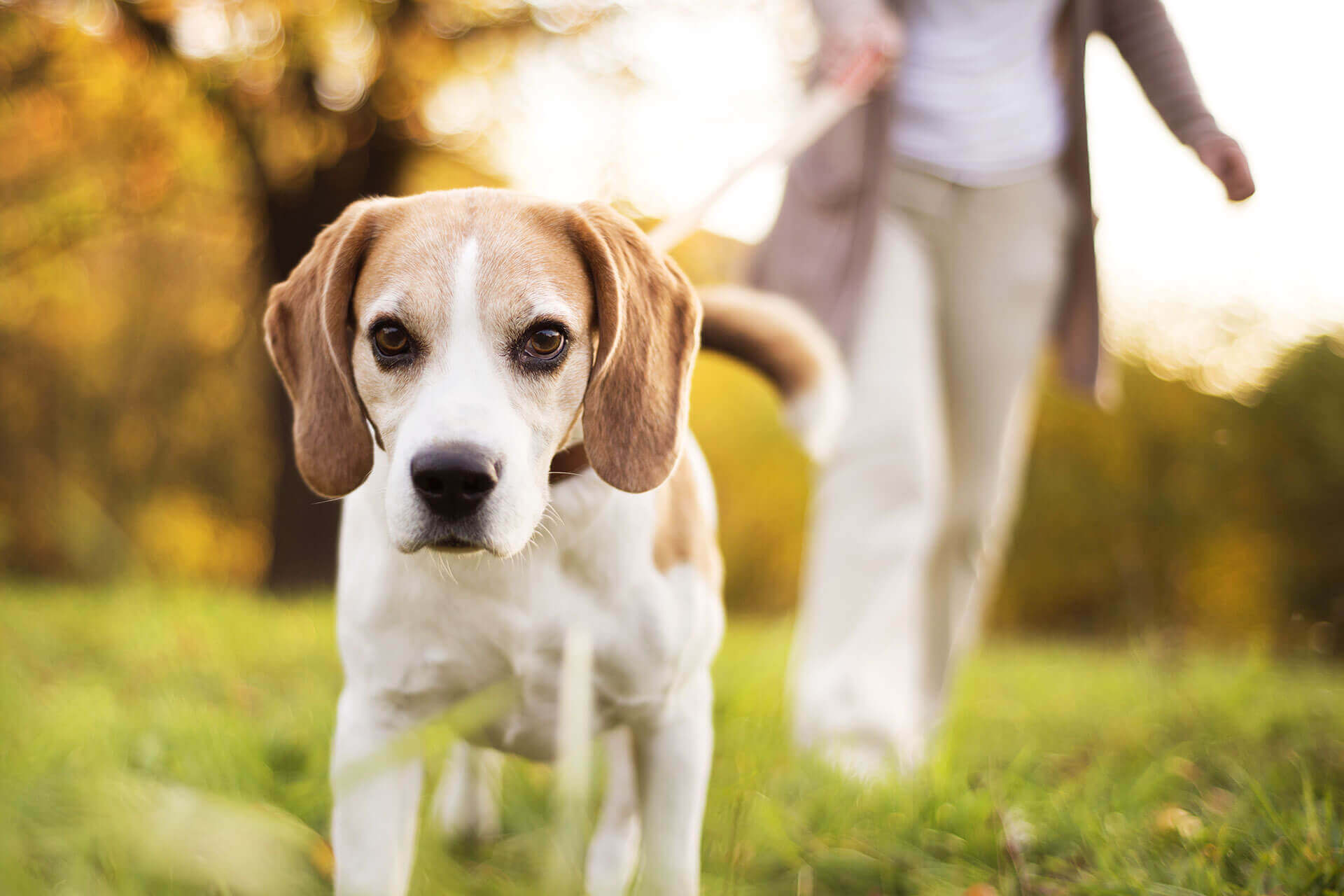 Braun-weißer Hund ist im Freien an der Leine mit seinem Herrchen im Hintergrund